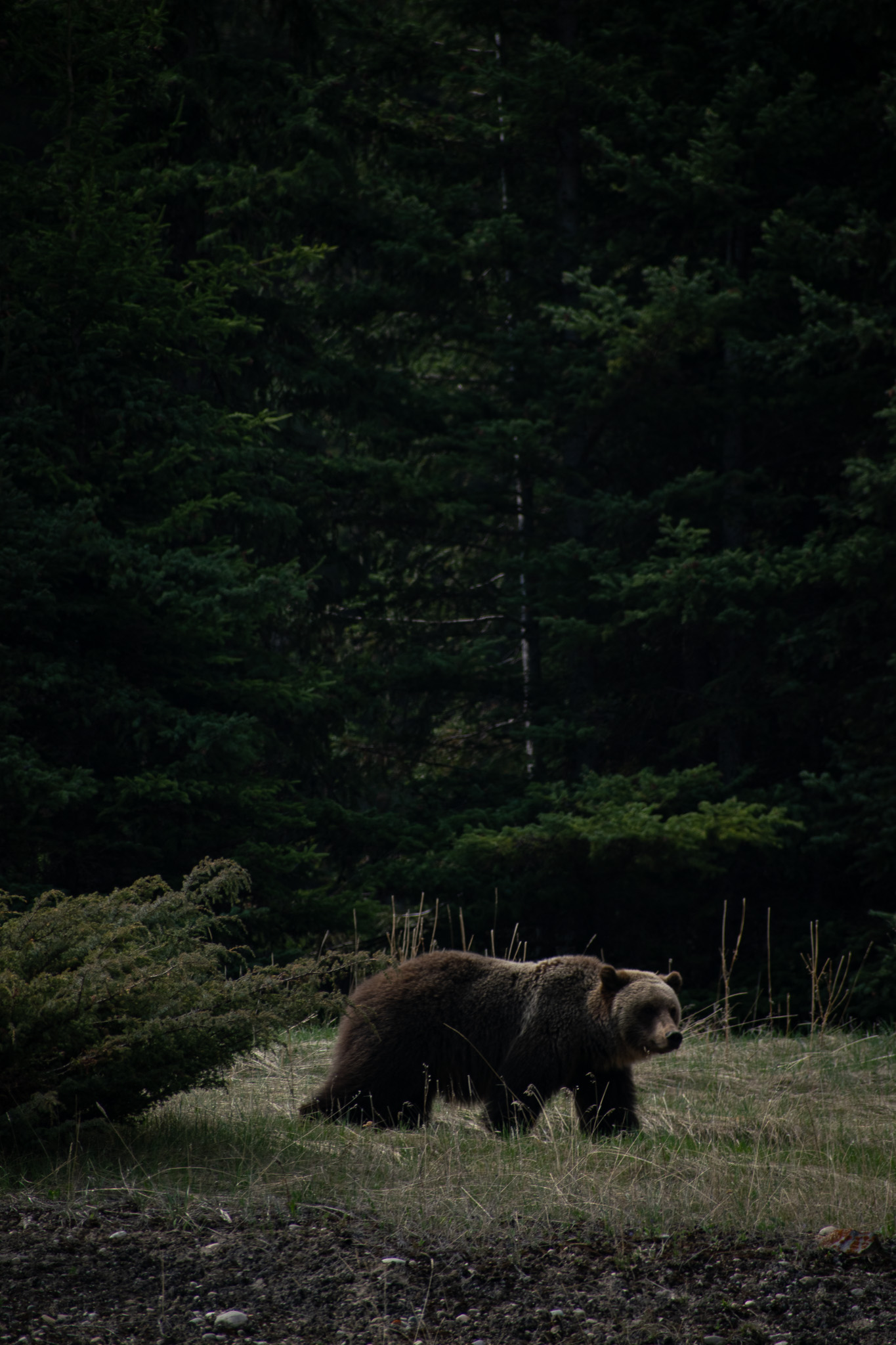 Grizzly bear in British Columbia